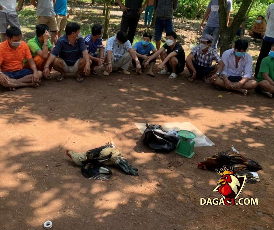 Triệt xóa tụ điểm đá gà trong vườn xoài, bắt giữ 12 đối tượng 6/12/2021  – DAGAC1.COM – Đá gà trực tiếp