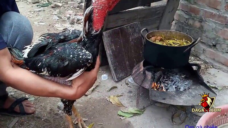 cách làm nước cho gà chọi