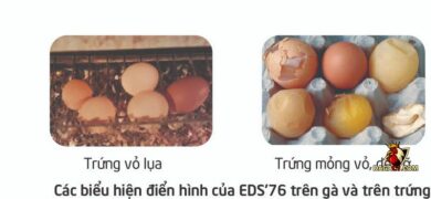 chữa bệnh eds trên gà