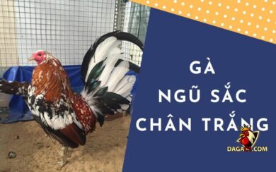 Gà ngũ sắc chân trắng