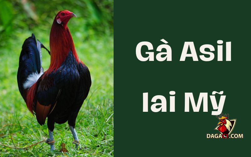 Gà nòi Asil lai Mỹ