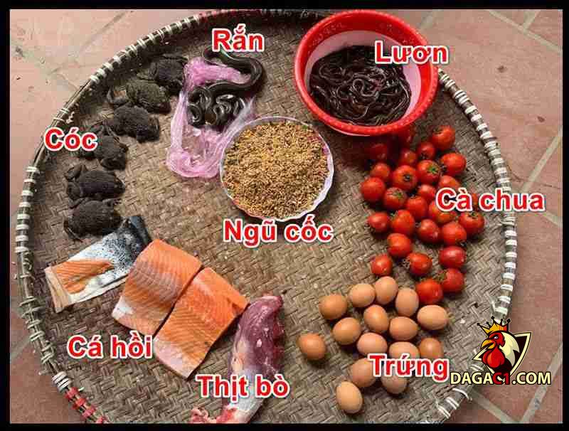 kỹ thuật nuôi gà đá