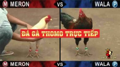 trực tiếp đá gà Thomo hôm nay