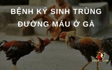 Bệnh ký sinh trùng đường máu ở gà