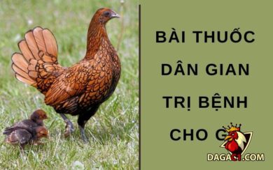 các bài thuốc dân gian trị bệnh cho gà