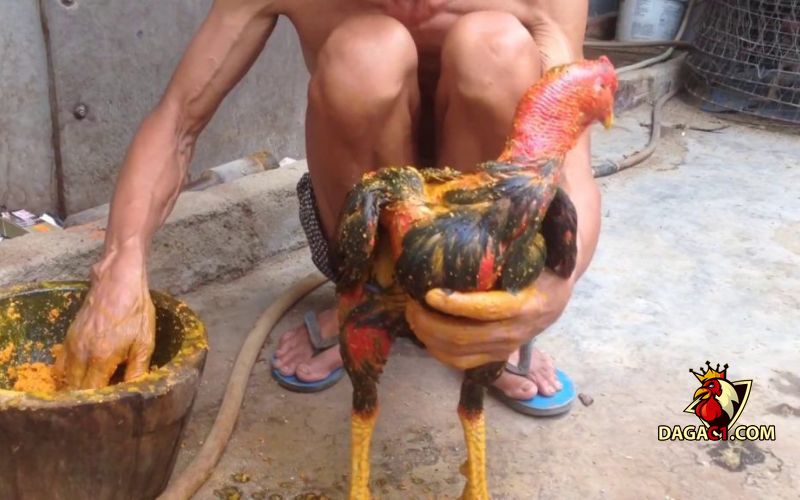 Cách chăm sóc gà sau khi đá về