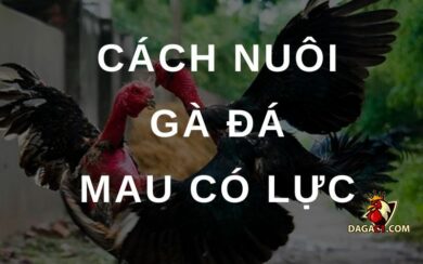 Cách nuôi gà đá mau có lực