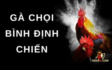 Gà chọi Bình Định chiến