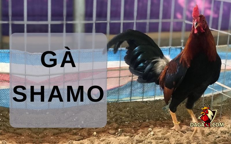 Gà Shamo