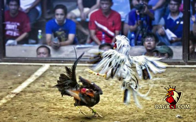 những trận gà hay nhất ở Thomo