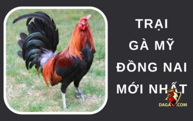 Trại gà Mỹ Đồng Nai mới nhất