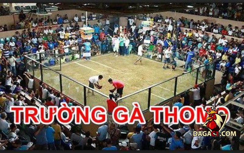 Trận đá gà 24 tỷ