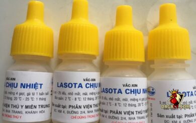 vacxin Lasota chịu nhiệt có tác dụng gì