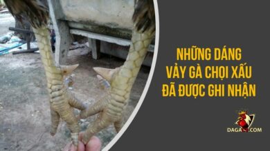 vảy gà chọi xấu