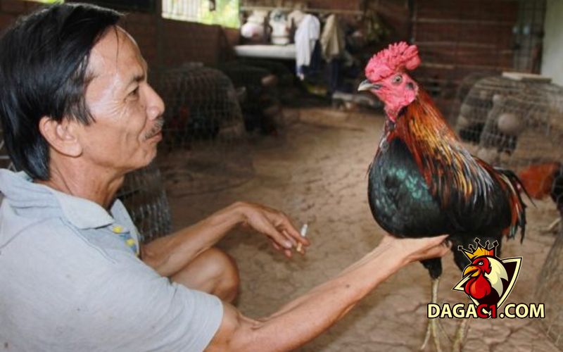 Bán gà chọi tại Thái Bình