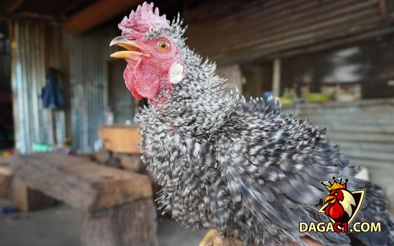 Các giống gà mới ở Việt Nam