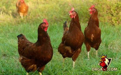Các giống gà mới ở Việt Nam