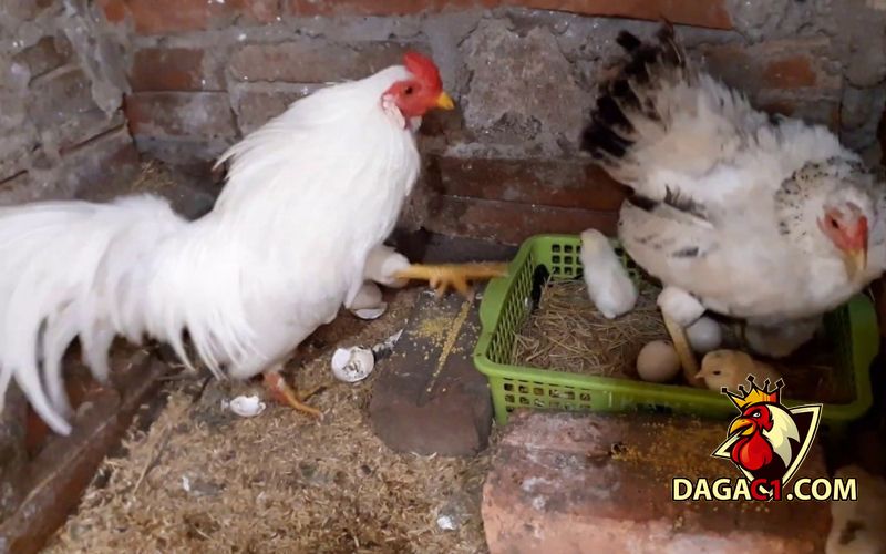 cách nuôi gà tre đẻ nhiều trứng