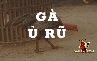 cách trị bệnh gà ủ rủ