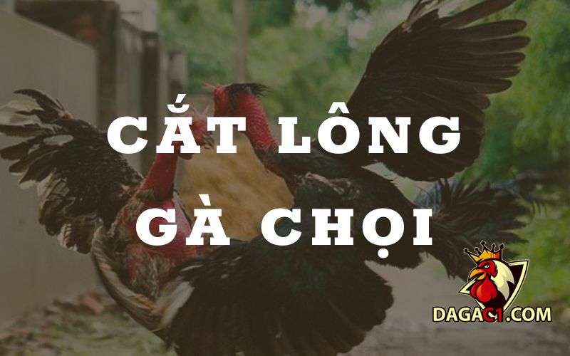 Cắt lông gà chọi