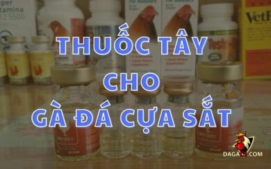 Thuốc Tây cho gà đá cựa sắt