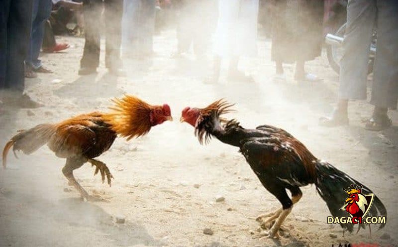 Hình thức đá gà ăn thua bằng tiền phổ biến tại Bạc Liêu