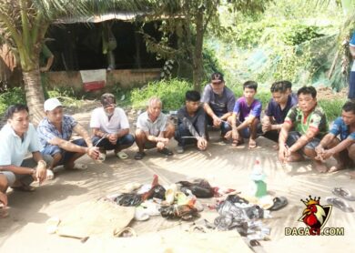 Tình hình cá cược đá gà ngày càng diễn ra phổ biến trên địa bàn thành phố Phan Thiết
