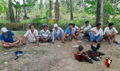 Quá trình điều tra, vây bắt nhóm cá cược đá gà tại tỉnh Trà Vinh
