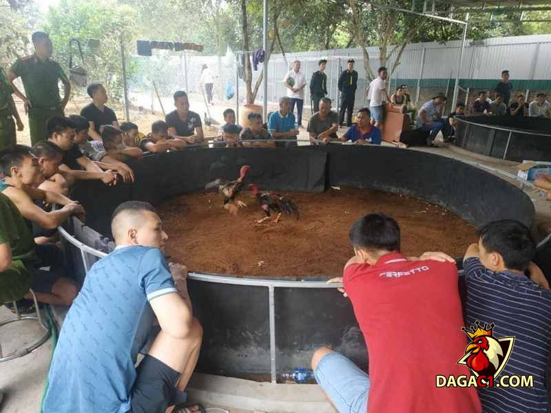 Triệt phá thành công ổ bạc tham gia đá gà tại Vĩnh Phúc