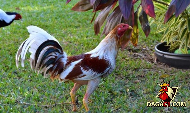 Những dòng gà Cuban phổ biến trên thị trường hiện nay