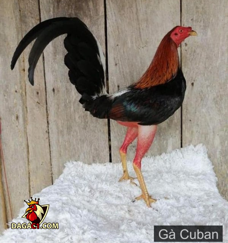 Tìm hiểu về giống gà chọi Cuban