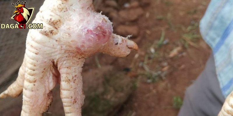 Cách chữa chân cho gà từ bệnh viêm dịch hoàn
