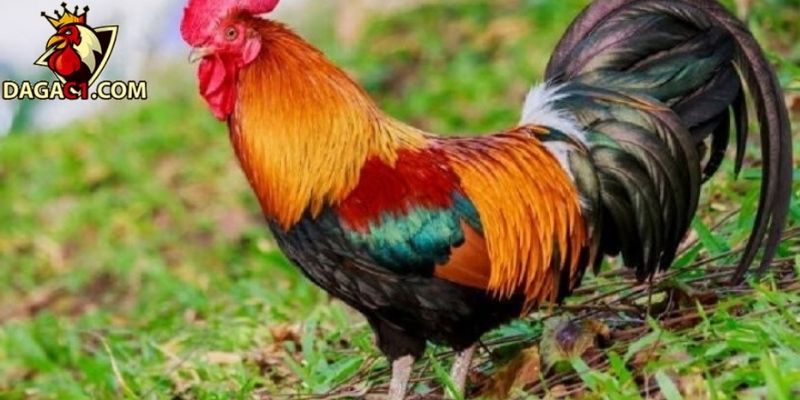 Bổ sung thức ăn chất lượng cao để gà nhanh hồi phục