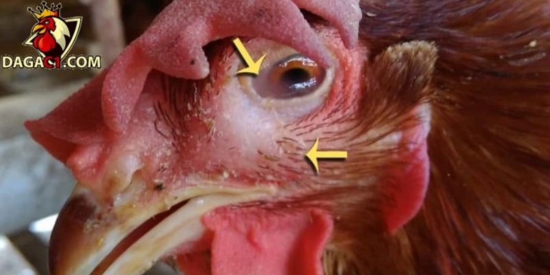 Kiểm tra tình trạng nghiêm trọng khi chấn thương mắt gà